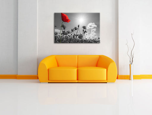 Mohnblumenfeld im Sommer Leinwandbild über Sofa