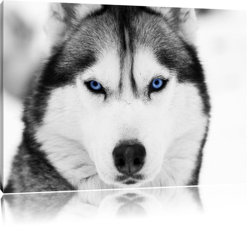 Husky mit blauen Augen Leinwandbild