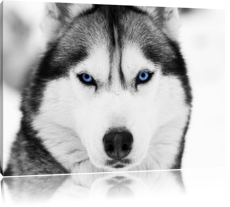 Pixxprint Husky mit blauen Augen, Leinwandbild