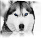 Husky mit blauen Augen Leinwandbild