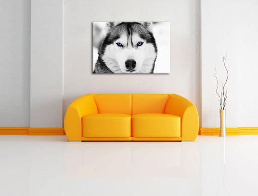 Husky mit blauen Augen Leinwandbild über Sofa