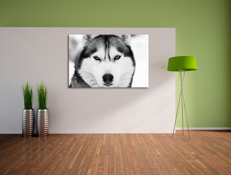 Husky mit blauen Augen Leinwandbild im Flur