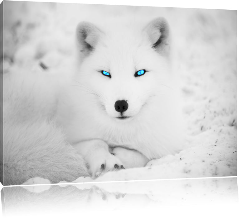 Pixxprint Polarfuchs mit strahlenden Augen, Leinwandbild