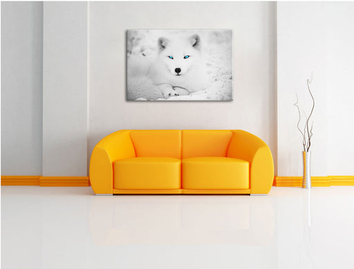 Polarfuchs mit strahlenden Augen Leinwandbild über Sofa