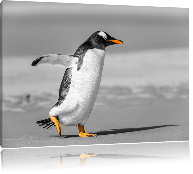 Pixxprint watschelnder Pinguin am Strand, Leinwandbild
