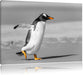 watschelnder Pinguin am Strand Leinwandbild