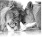 Bezauberndes kuschelndes Löwenpaar Leinwandbild