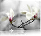 Magnolienblüten Leinwandbild