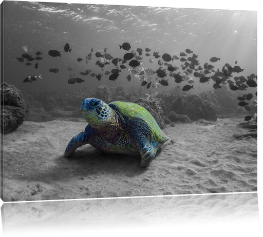 Schildkröte im Ozean Leinwandbild