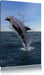 Delphin sprint im Meer Leinwandbild