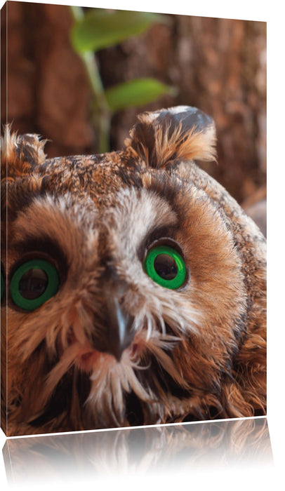Pixxprint Kleine Eule grüne Augen, Leinwandbild
