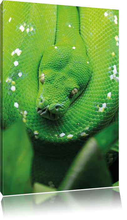 Pixxprint Grüne giftige Schlange, Leinwandbild