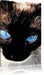 Siamkatze mit Augen Leinwandbild