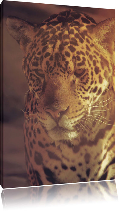 Pixxprint Wunderschöner Leopard, Leinwandbild