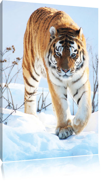 Pixxprint Tiger im Schnee, Leinwandbild