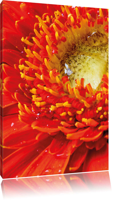 Pixxprint Gerbera Sonne Gras Blumen, Leinwandbild