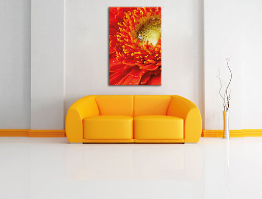 Gerbera Sonne Gras Blumen Leinwandbild über Sofa