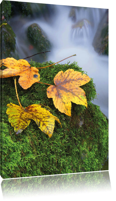 Pixxprint Herbst Gräser Wald, Leinwandbild