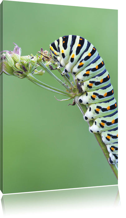 Pixxprint Grüne Raupe auf Ast Tiere, Leinwandbild