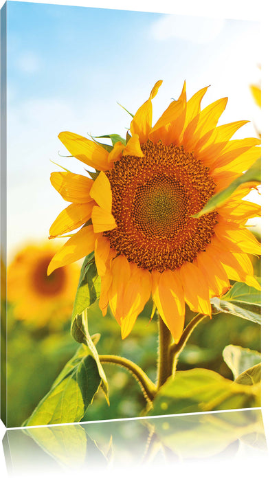 Pixxprint Sonnenblumenfeld SonnenblumeSonne, Leinwandbild