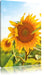 Sonnenblumenfeld SonnenblumeSonne Leinwandbild