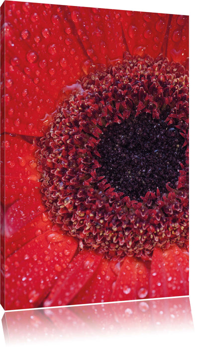 Pixxprint Wassertropfen auf roter Blüte, Leinwandbild