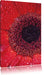 Wassertropfen auf roter Blüte Leinwandbild