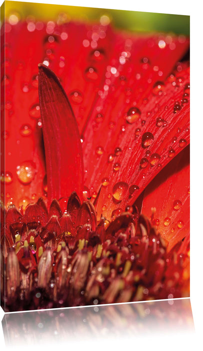 Tautropfen auf roter Blume Leinwandbild