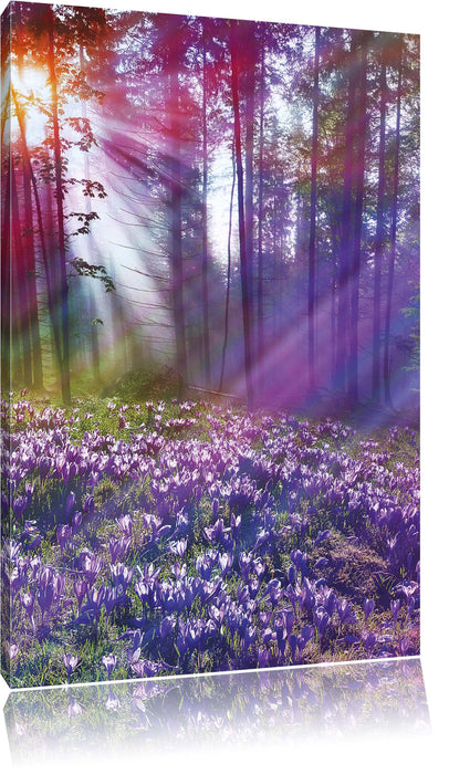 Pixxprint Krokussfeld im Wald, Leinwandbild