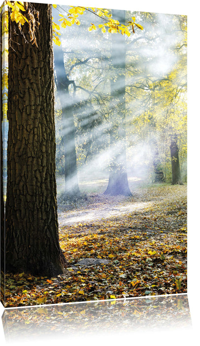 Pixxprint Sonnenstrahlen im Wald, Leinwandbild