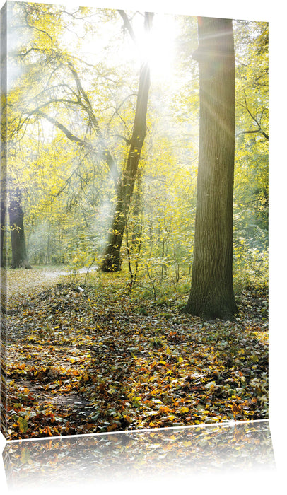 Pixxprint Sonnenstrahlen auf Waldlichtung, Leinwandbild