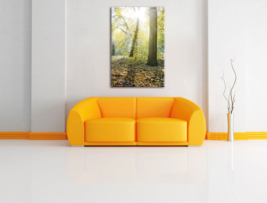 Sonnenstrahlen auf Waldlichtung Leinwandbild über Sofa