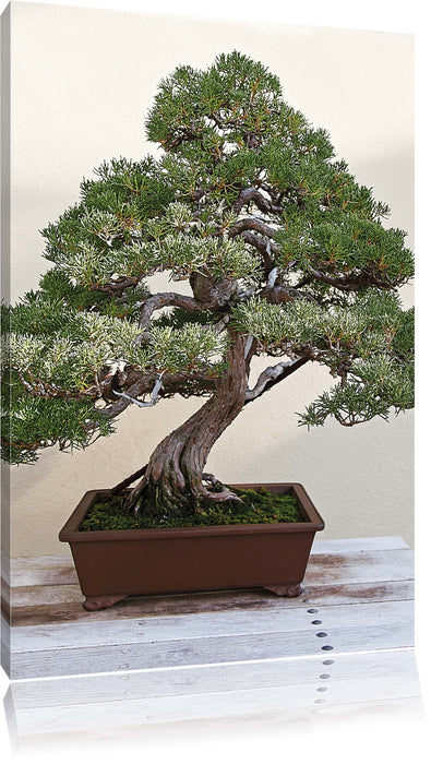 Pixxprint Bonsai Baum, Leinwandbild