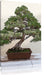 Bonsai Baum Leinwandbild
