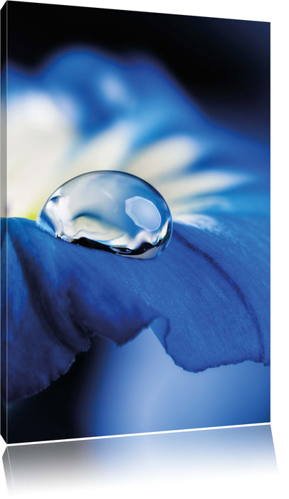 Wassertropfen auf blauer Blüte Leinwandbild