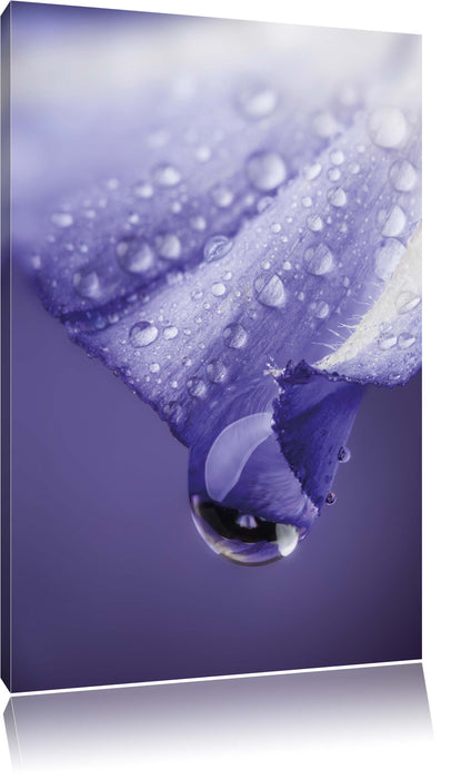 Pixxprint Lila Blüte mit Tropfen, Leinwandbild