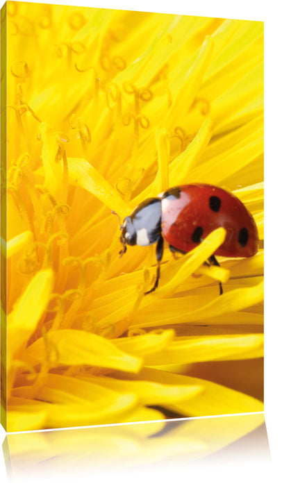 Pixxprint Marienkäfer Nahaufnahme, Leinwandbild