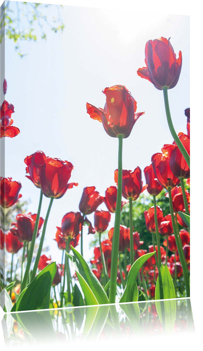 Pixxprint Tulpenfeld, Leinwandbild