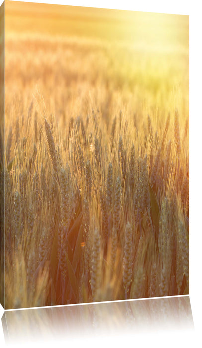 Pixxprint Getreidefeld, Leinwandbild