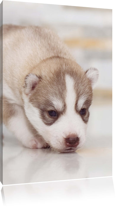 Pixxprint Husky Welpe, Leinwandbild