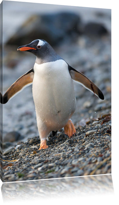 Pinguine Leinwandbild