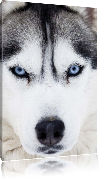 Pixxprint Husky, Leinwandbild