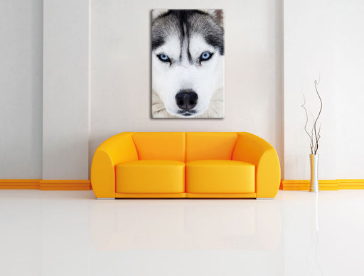 Husky Leinwandbild über Sofa