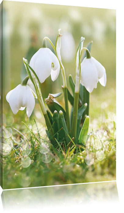 Pixxprint Schneeglöckchen, Leinwandbild