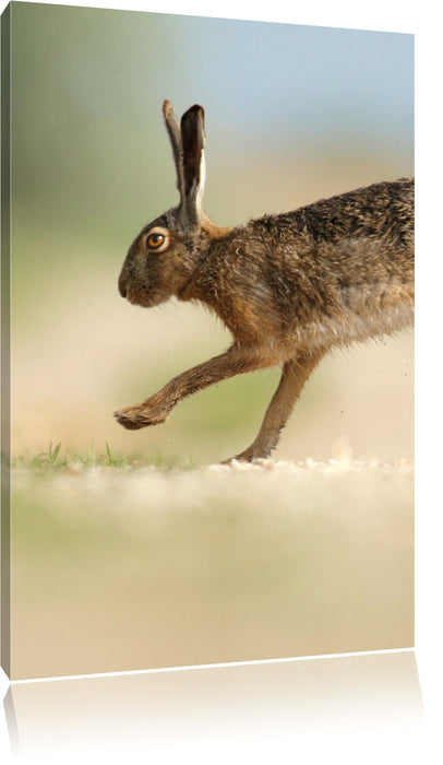 Pixxprint Hüpfender Hase, Leinwandbild