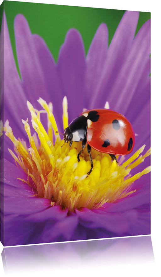 Marienkäfer auf Blume Leinwandbild