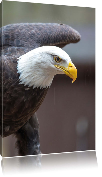 Pixxprint Adler, Leinwandbild