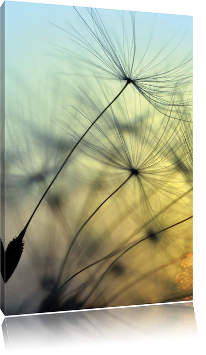 Pixxprint Pusteblumen mit Tautropfen, Leinwandbild