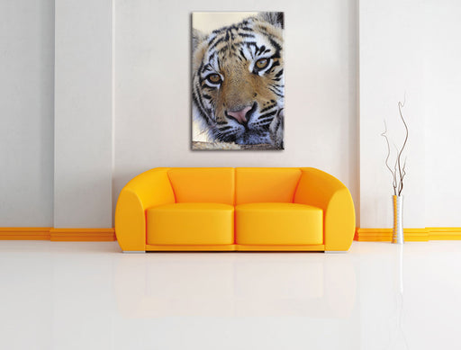 Tiger Leinwandbild über Sofa