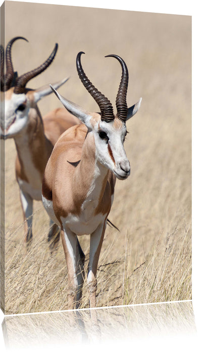 Pixxprint Tiere in Savanne Rehe Afrika, Leinwandbild